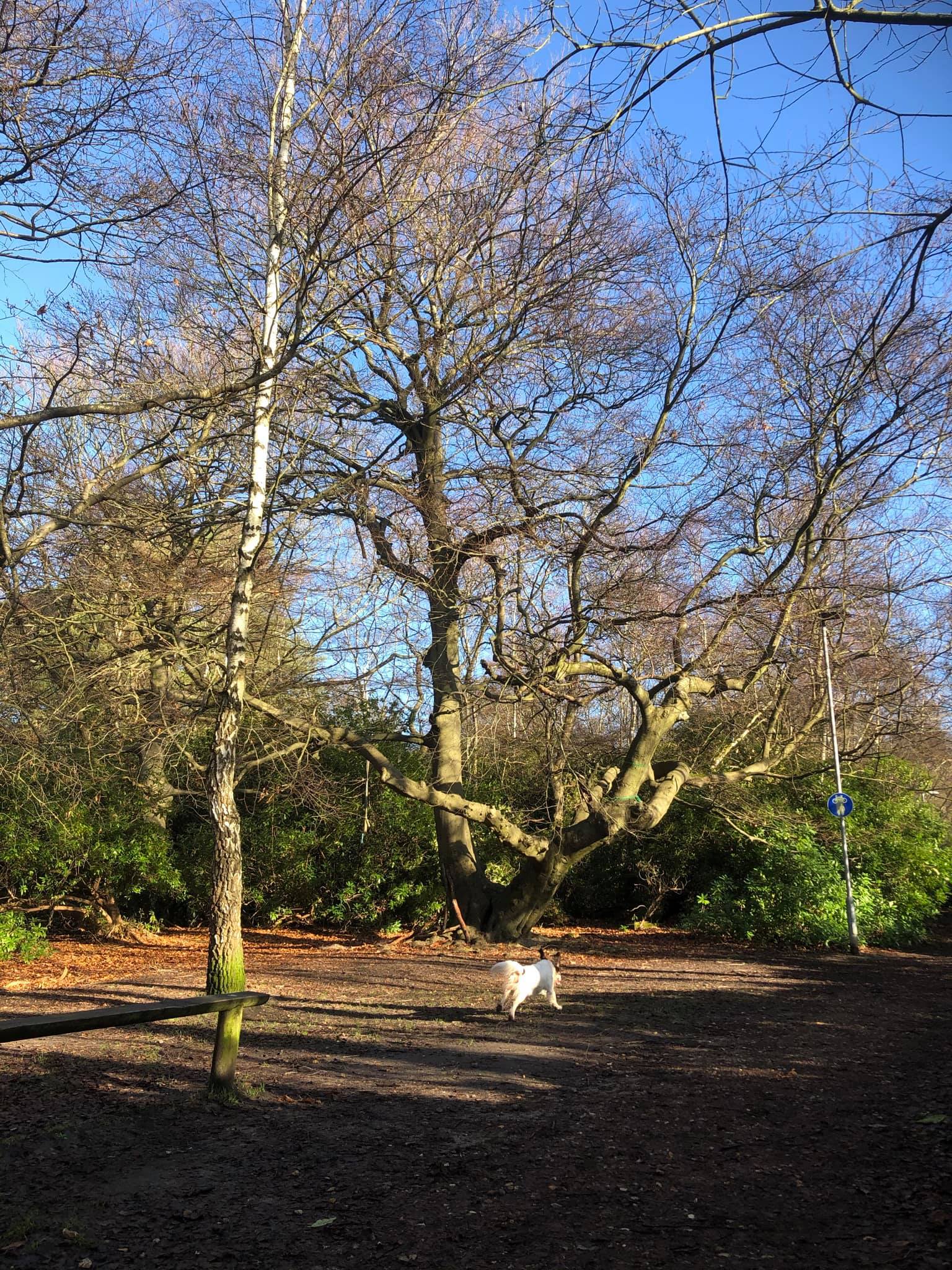 Fairy Tree, January 23rd 2020 - Robert Axon