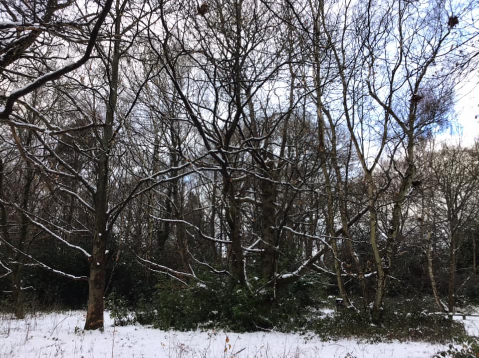 Winter Trees - Sue Runciman